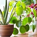 If you have a small room or even an apartment there are some stunning house plants that don't get too large you can choose. We look at 10 of our favourite plants.