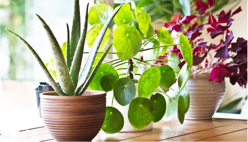 If you have a small room or even an apartment there are some stunning house plants that don't get too large you can choose. We look at 10 of our favourite plants.