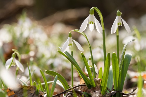 snowdrops for providing winter colour in containers