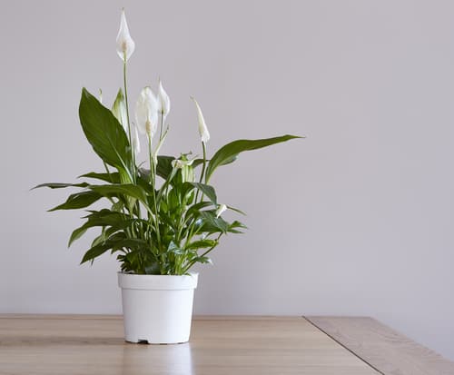 Peace lilies are not actually lilies at all, but they will naturally clean the air in your home