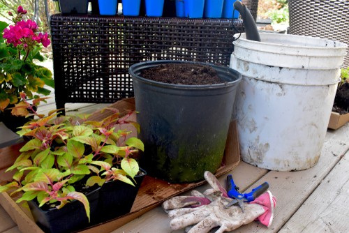 Take hardwood cutting in autumn to propagate cutting from Fuchsias