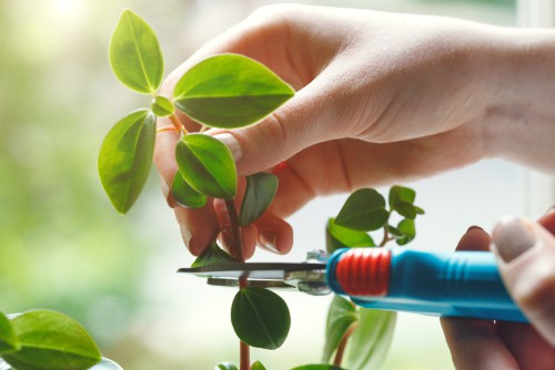 Taking cutting From houseplant