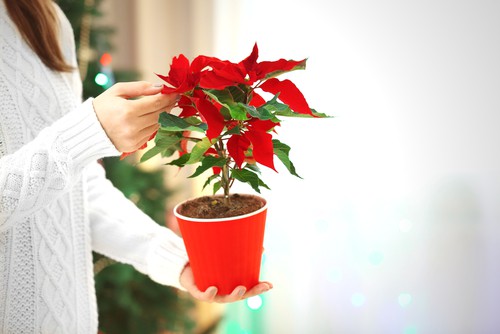 Changing poinsettias from green to red again using the amount of light they get