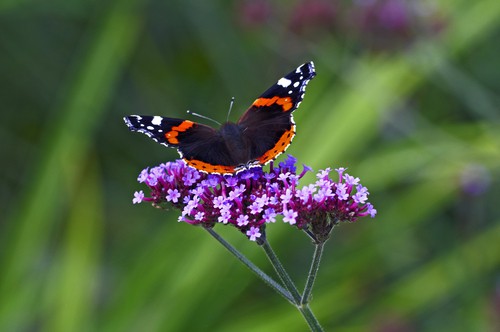 Verbena bonariensis is A rapid growing perennial, you can enjoy dark green leaves from which rise slender stems which produce clusters of small, rose violet coloured flowers. Between mid-summer and autumn, you can enjoy a rather showy display of flowers and the Monarch butterflies in particular