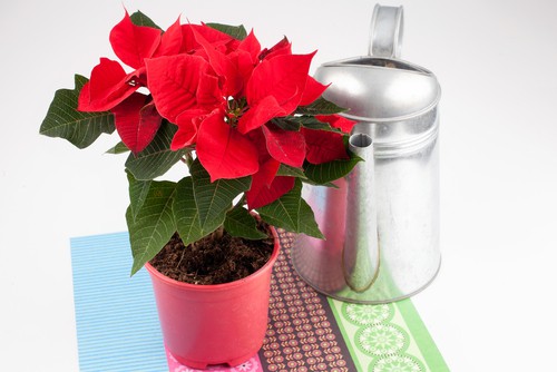 Watering poinsettias and feeding