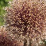 What to do with Alliums after flowering