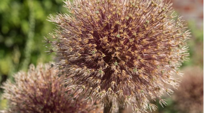 What to do with Alliums after flowering