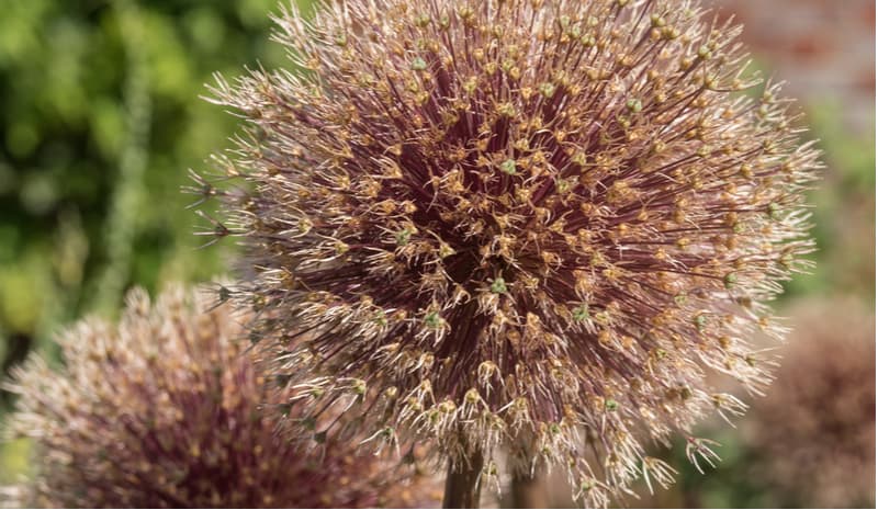 What to do with Alliums after flowering