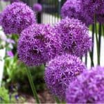 When to plant and grow alliums