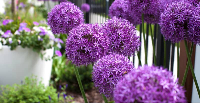 When to plant and grow alliums