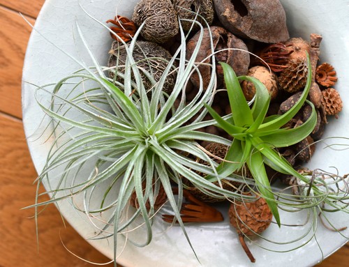 Air plants, of which there are many, are a wonderful plant to grow indoors. Many of these do not need direct sunlight, but rather, indirect sunlight, so they can be grown near a small window or on a table that has access to brightness during the day.