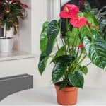 Not only do plants bring the outdoors in, some even have the ability to literally purify the air. We check out 10 of the best houseplants for clean air.