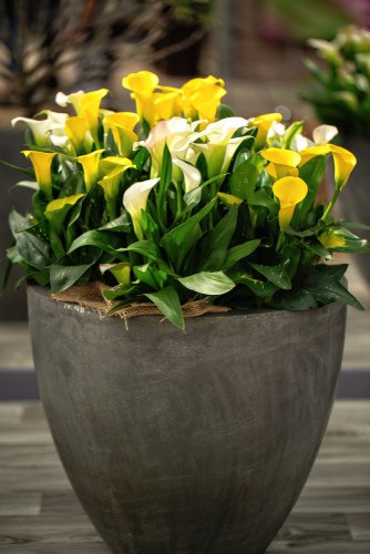 Planting bulbs in containers on balconies