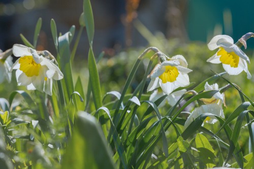 caring for daffodils bulbs after flowering