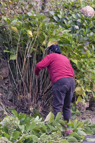 Hard pruning shrubs