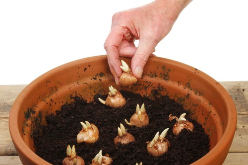 planting bulbs in pots