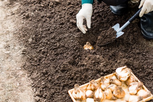 planting daffodils