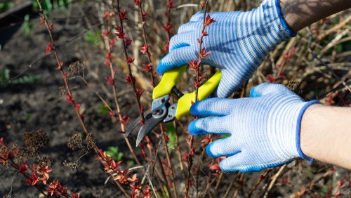 If your shrub is deciduous and flowers between July and October, prune in spring. These plants include Spirea japonica