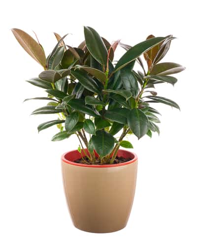 When to prune rubber tree plants. Rubber plants are very resilient and you can give it a good trim at any time during the year.
