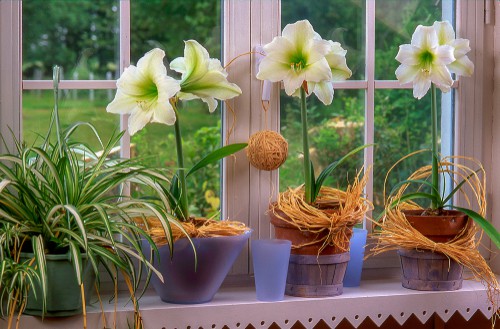 Amaryllis bulbs planted to October to flower in late December