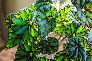 Begonia Tiger paws offers rounded leaves that have large markings on them. This is a difficult variety to grow and is not something you should tackle your first year because it has to be grown under glass for the majority of the year