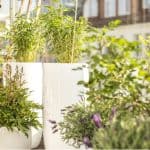 Best Types Of Plants For A Balcony
