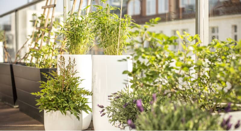 Best Types Of Plants For A Balcony