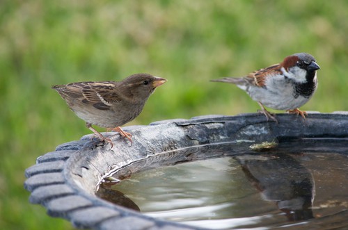 Give birds a bird bath to help attract them into your garden