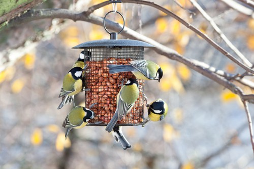 Gives birds what they need and they will come. This means a suitable habitat and the right kind of food