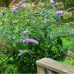 Buddleia Care - Growing buddleia Butterfly Bushes