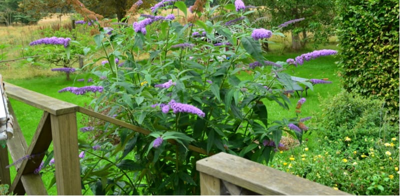 Image of Buddleia davidii 'Indigo Spires' in flower