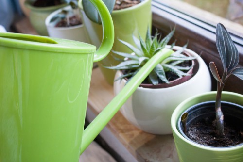 Caring for Aloe Vera plants