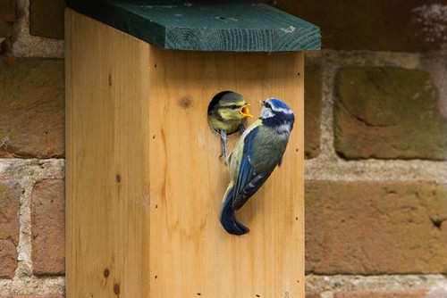 Choosing the right bird box for the right type of birds