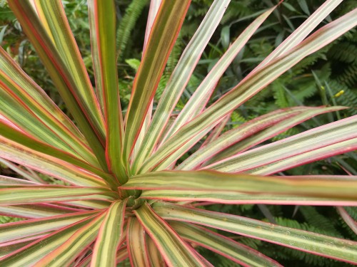 Common Cordyline Problems - Most problems is caused by to much watering and no protection from winter weather