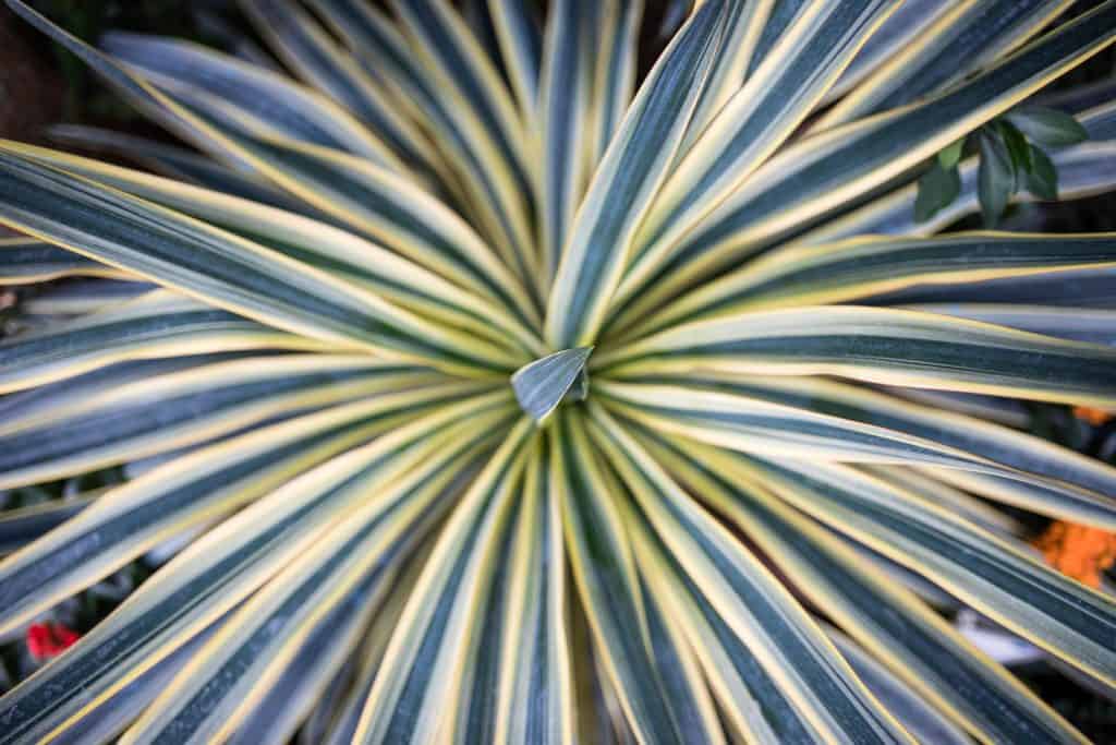 Cordyline Australis Torbay Dazzler which has green leaves boasting a creamy stripe up the centre that can reach up to 60cm in length. This plant like the one above will reach an ultimate height around four metres