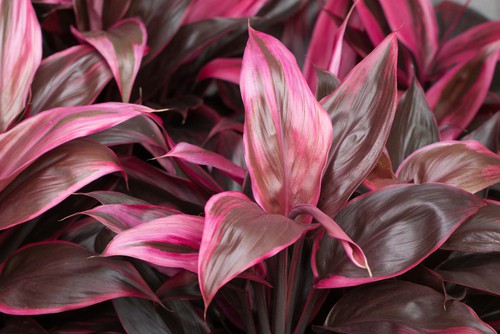 You can also keep them as houseplants the entire year. C. Fruticosa has tri-coloured leaves, red-edged varieties, or plain green leaves depending on what you prefer. 