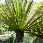Cordyline problems - pests and diseases