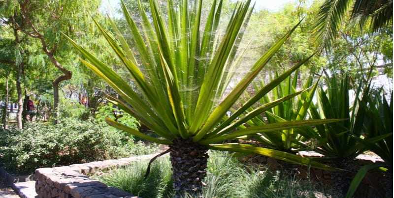 Cordyline problems - pests and diseases
