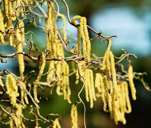 Corylus avellana (Hazel) forms in thickets, perfect for concealment of nests as well as providing some much-needed winter colour. 