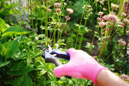 cut back early flowering clematis