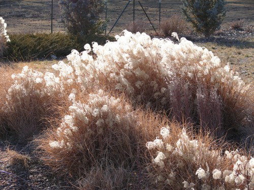 Cut back ornamental grasses