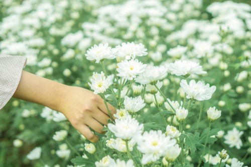 General Chrysanthemums Care