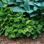 Dividing hostas - how and when to divide hostas