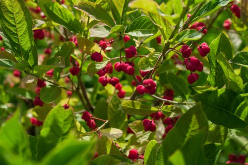 Euonymus europaeus (Spindel) is a flowering shrub that prefers to grow along the edge of forests, as a hedge, or along gentle slopes. It thrives in salt-poor or chalky soil so even if your garden has less than ideal conditions, you can still give birds a home.
