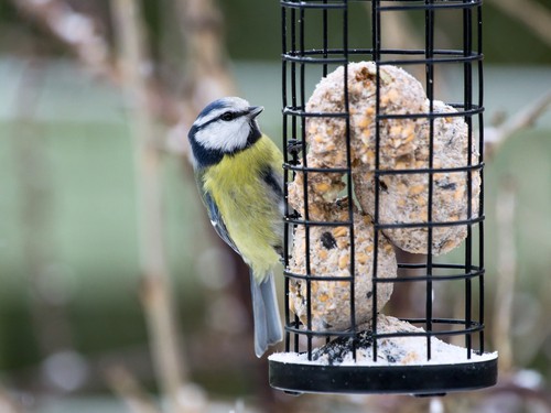 Feed birds fat balls in winter