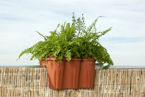 Ferns hanging over balcony