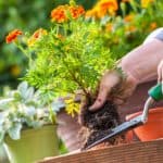 Gardening jobs for May. Plant out summer bedding and sow more veg. feed lawn, keep on top of weeds