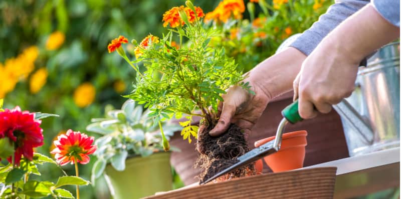 Gardening jobs for May. Plant out summer bedding and sow more veg. feed lawn, keep on top of weeds