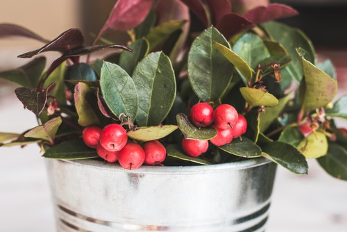 Gaultheria procumbens which is a small evergreen shrub with bright red berries in winter making it perfect for winter containers