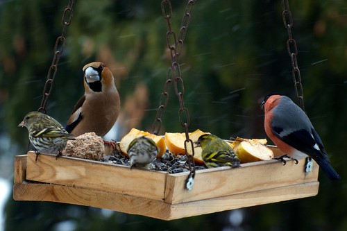 Give birds the right type of seed